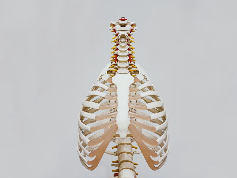 How X-Rays works at Hans Chiropractic & Injury Center